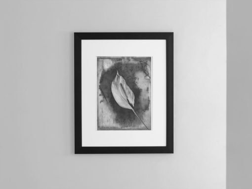 Calla-lily-print-photography-wall-art-galliani-collection-brown-frame- Black & White Photography