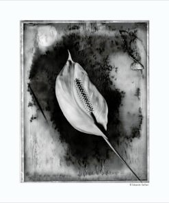 GALLIANI COLLECTION-Lily-P55b