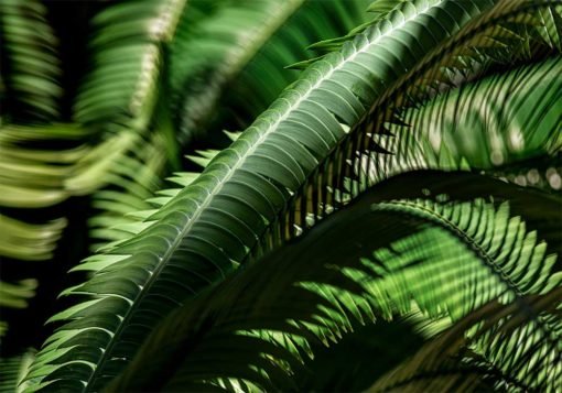 fern-leaves-photography
