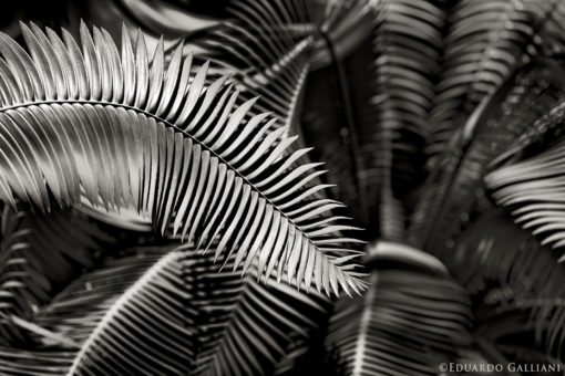 GALLIANI-Ferns-bw-2829b black and white photography